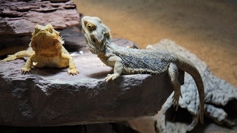 Bearded Dragons as Educational Pets