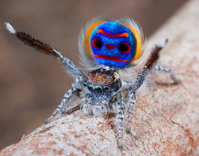 Peacock Spiders 2