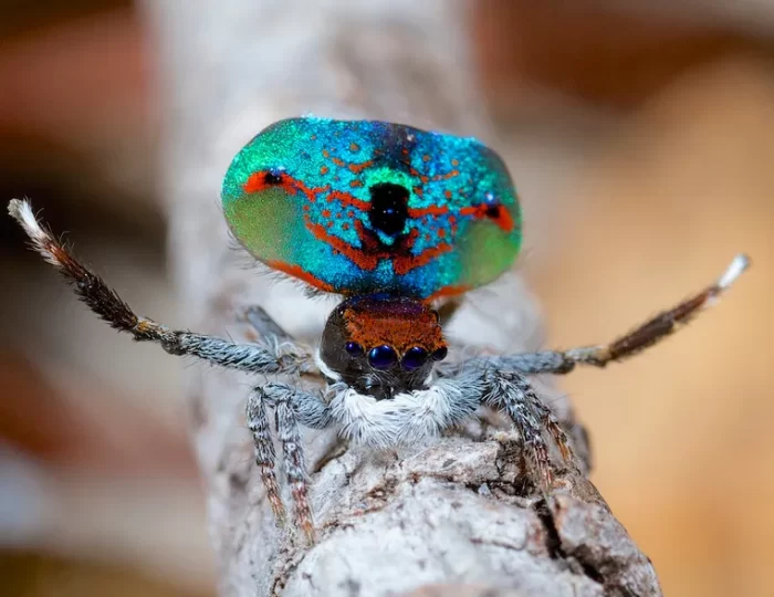 Peacock Spiders 3
