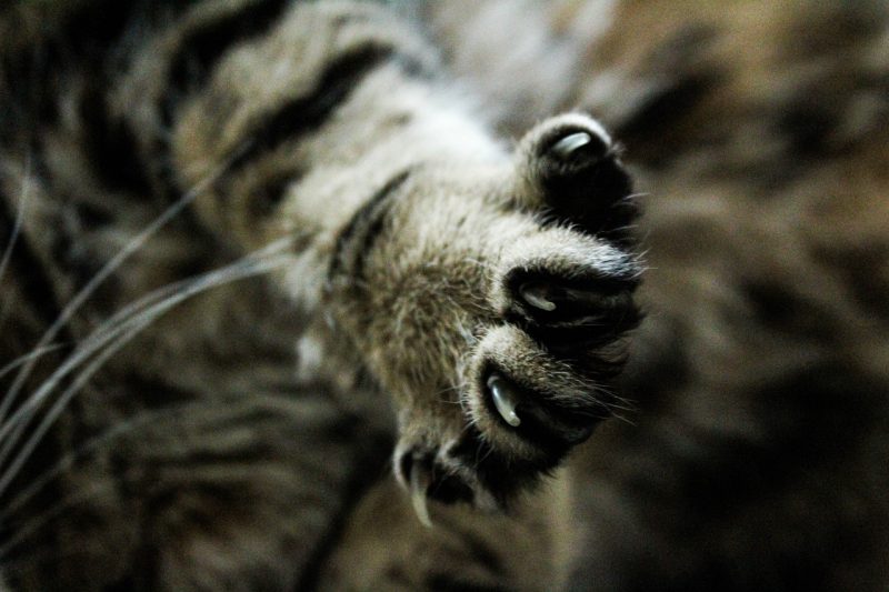 Preparing Your Cat for Declawing