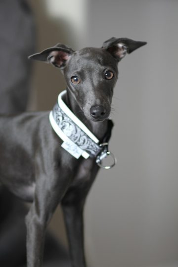 The Italian Greyhound A Dog Breed with Expressive Eyes