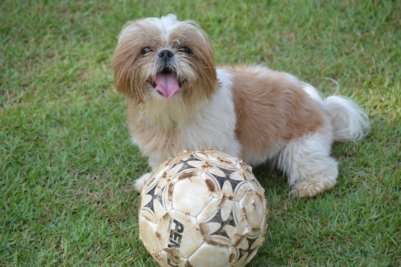 Things You Must Never Do to Your Shih Tzu Dog
