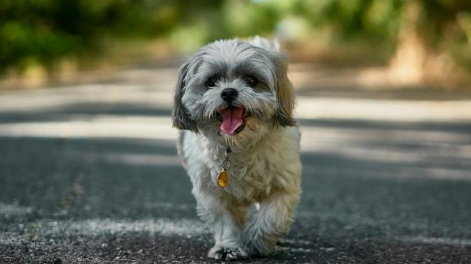Things You Should Never Do to Your Shih Tzu Dog