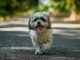 Things You Should Never Do to Your Shih Tzu Dog