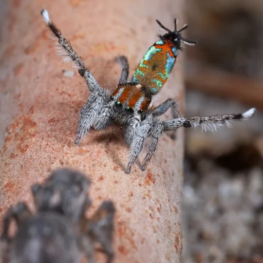 Tiny spider - Importance of Peacock Spiders in the Ecosystem