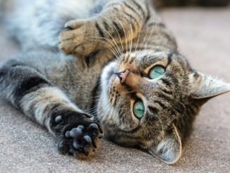 Why You Should Not Declaw Your Cat