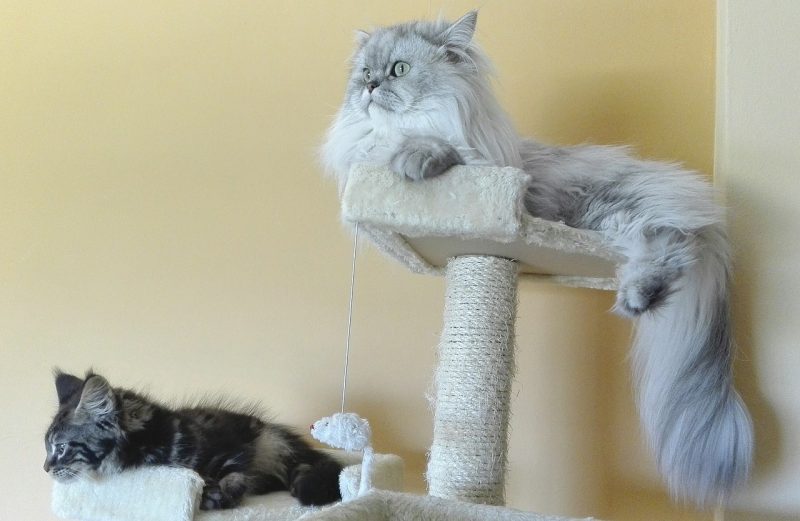 persian cats scratching post