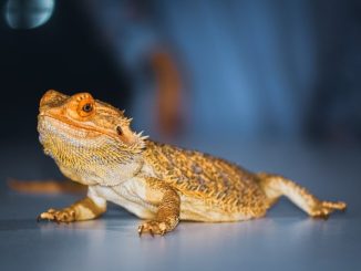 reptile What Are Bearded Dragons