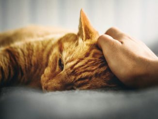 What To Feed Your Cat When They Are Sick