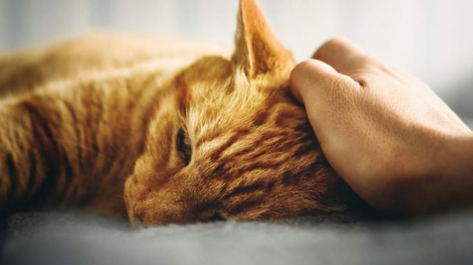 What To Feed Your Cat When They Are Sick
