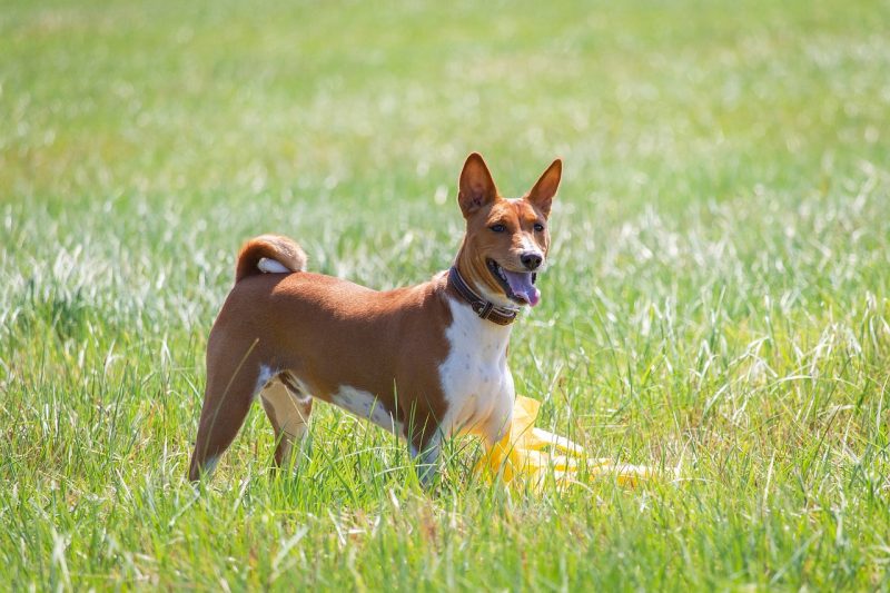 basenji Low Maintenance Dogs for Busy People