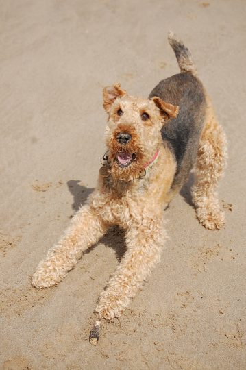 Airedale Terrier Hunting Dog Adventure Awaits