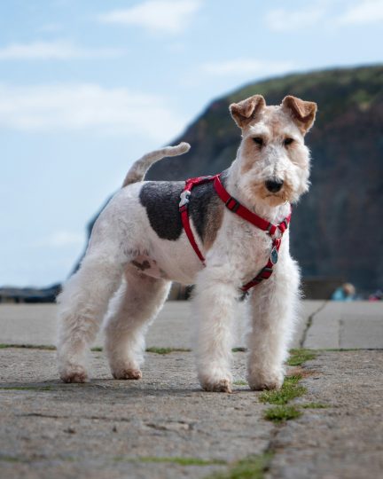 Airedale Terrier Hunting Dog Relentless and Reliable