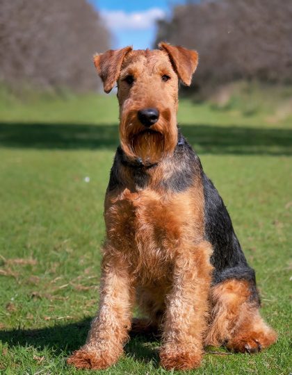 Airedale Terrier Hunting Dog Your Loyal Adventure Buddy