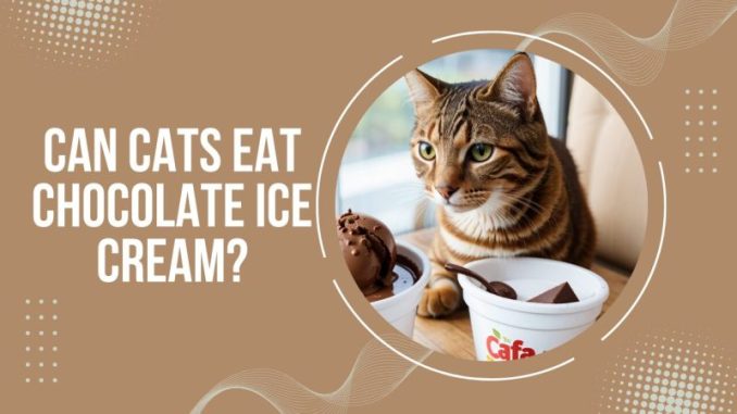 Can Cats Eat Chocolate Ice Cream