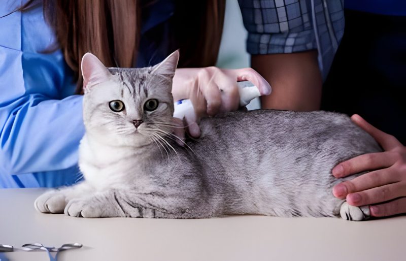 Spaying Your Cat When is It Too Late to Spay a Cat