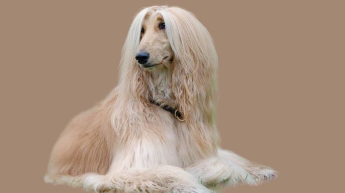 The Afghan Hound 3