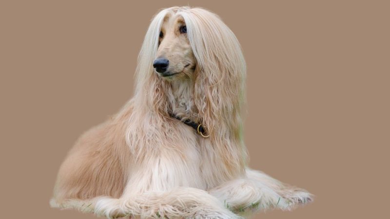 The Afghan Hound 