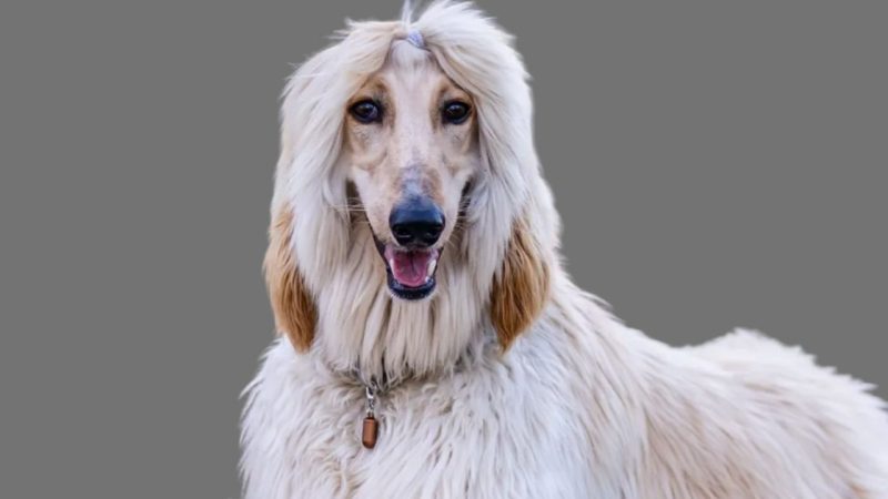 The Afghan Hound 5