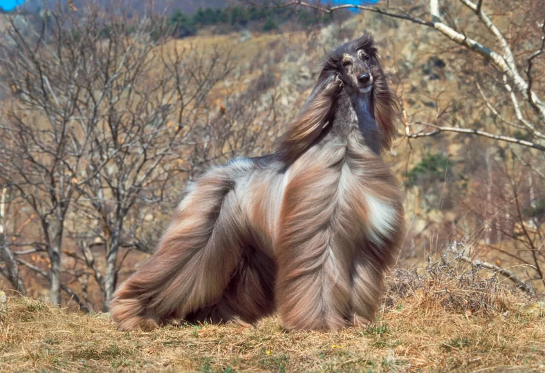 The Afghan Hound 750640