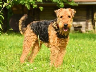 The Airedale Terrier hunting dog