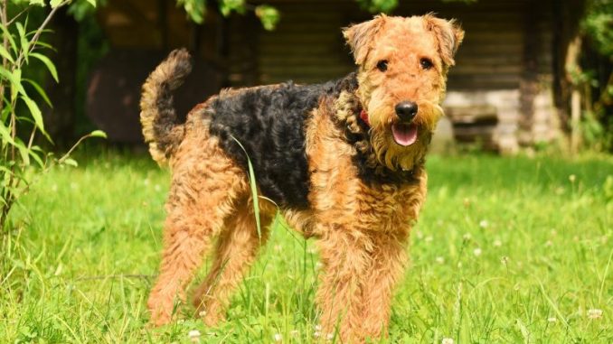 The Airedale Terrier hunting dog