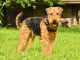 The Airedale Terrier hunting dog
