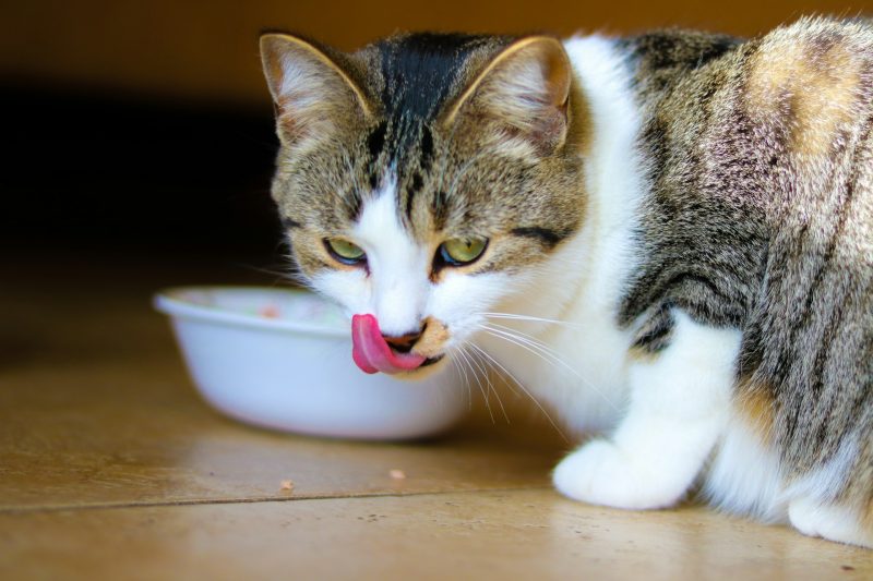 The Connection Between Hunger and Cat Meow