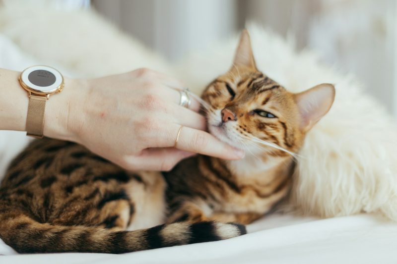 The Role o Diet in Cat Meow After Eating