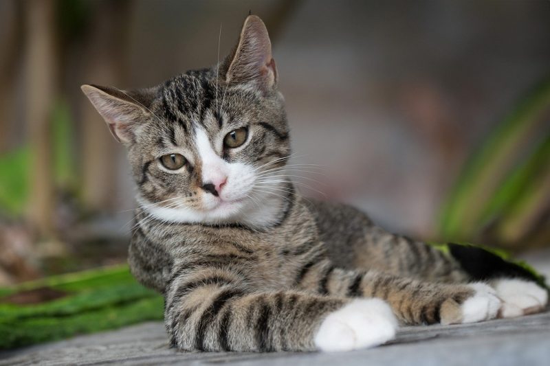 european shorthair Why Do Cats Wag Their Tails While Lying Down