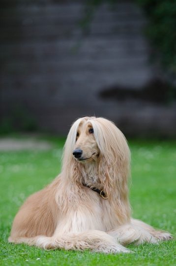 Afghan Hound