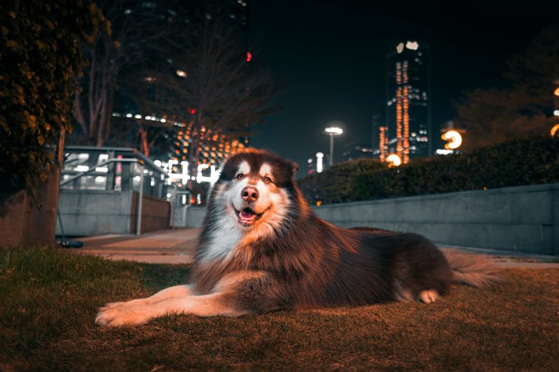 Alaskan Malamute