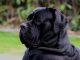 Are Cane Corso Banned in UK