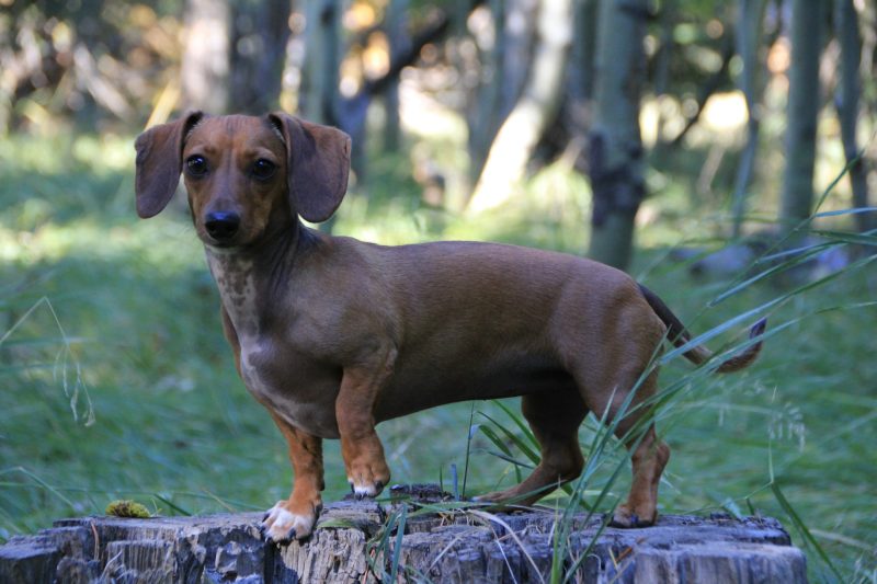 Dachshund - Worst Behaved Dog Breeds