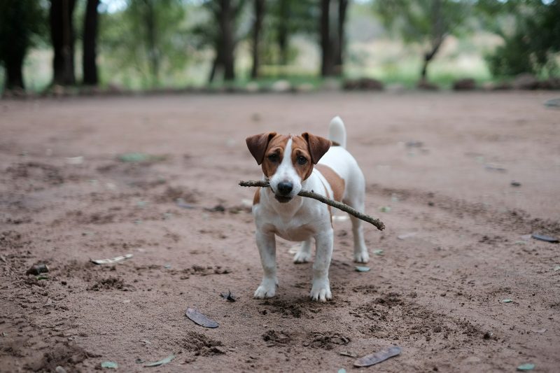 Jack Russell Terrier Worst Behaved Dog Breeds