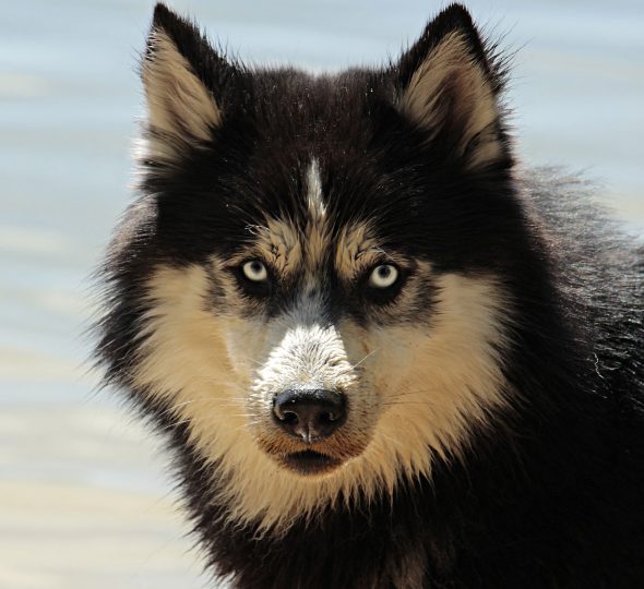 Siberian Husky