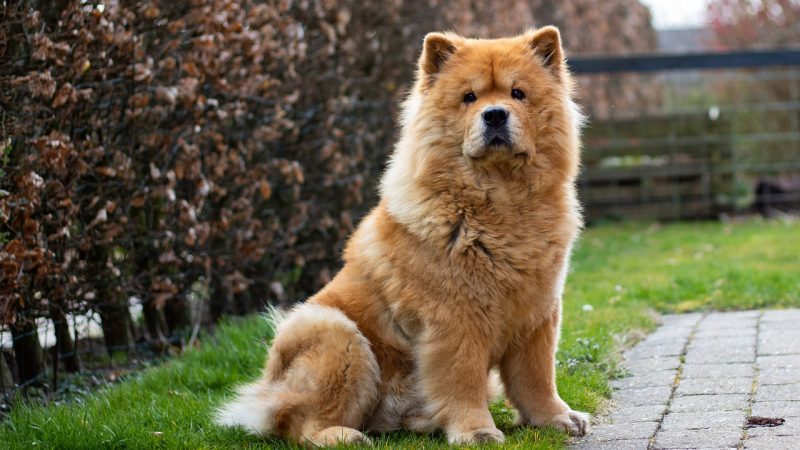 chow chow