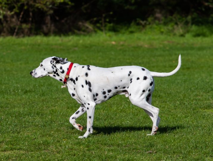 dalmatian dog - Worst Behaved Dog Breeds