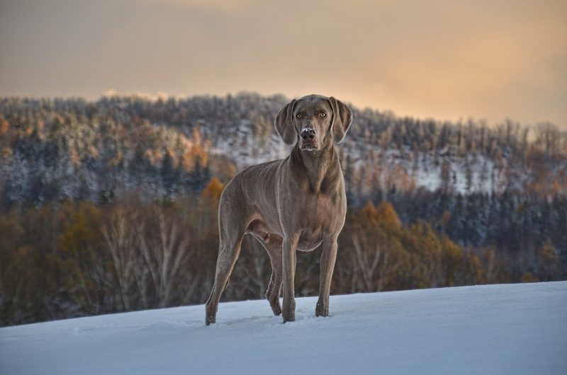 weimaraner canine